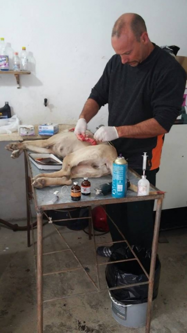 Personal de Zoonosis Departamental realizaron castraciones de perros en Vergara