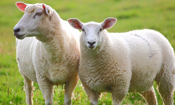 Productor rural de costas del Corrales alerta por abigeato en lanares reci&eacute;n vacunados 17/11/18