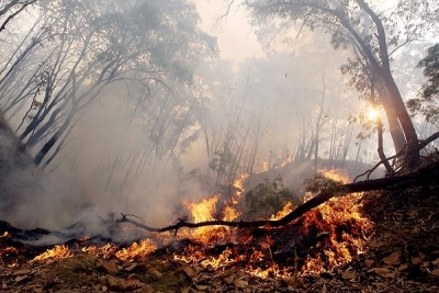 Una persona procesada sin prisi&oacute;n por incendio en forestaci&oacute;n Rinc&oacute;n de Ramirez 7/12/16