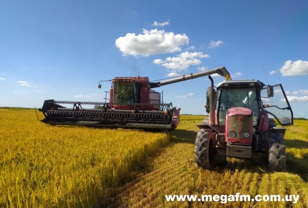 LA ZAFRA DE ARROZ SE POSICIONA EN UN 50% DE PRODUCCI&Oacute;N APROXIMADAMENTE 7/04/21