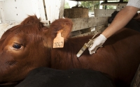 Cronograma de entrega de vacuna de aftosa en el departamento e Treinta y Tres 4/05/2020