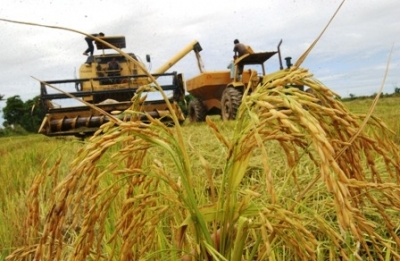 Oferta laboral llamado a T&eacute;cnico en Sistema de Producci&oacute;n de Arroz-Pasturas - MIEM Treinta y Tres 9/03/16