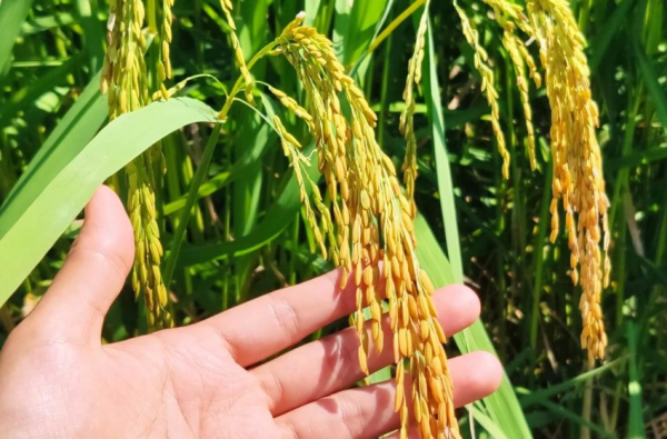 Oferta laboral - se necesita personal para trabajar en plantaciones de arroz Chacra La Guacha &ndash; Camino a Arrozal 3/08/22