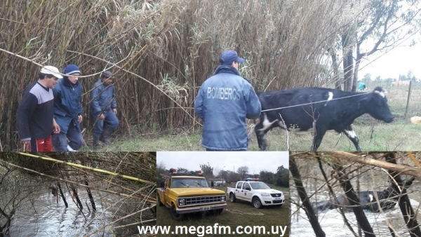 Polic&iacute;a y Bomberos de Vergara rescataron una vaca del arroyo Parao 6/07/16